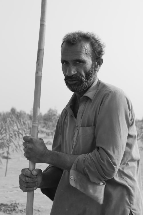 Free A thoughtful farmer in a field holding a staff, in an expressive black and white portrait. Stock Photo