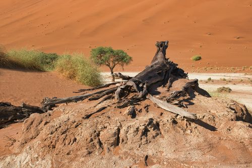 Free Captivating desert scene in Sossusvlei, Namibia featuring stunning dunes and resilient vegetation. Stock Photo