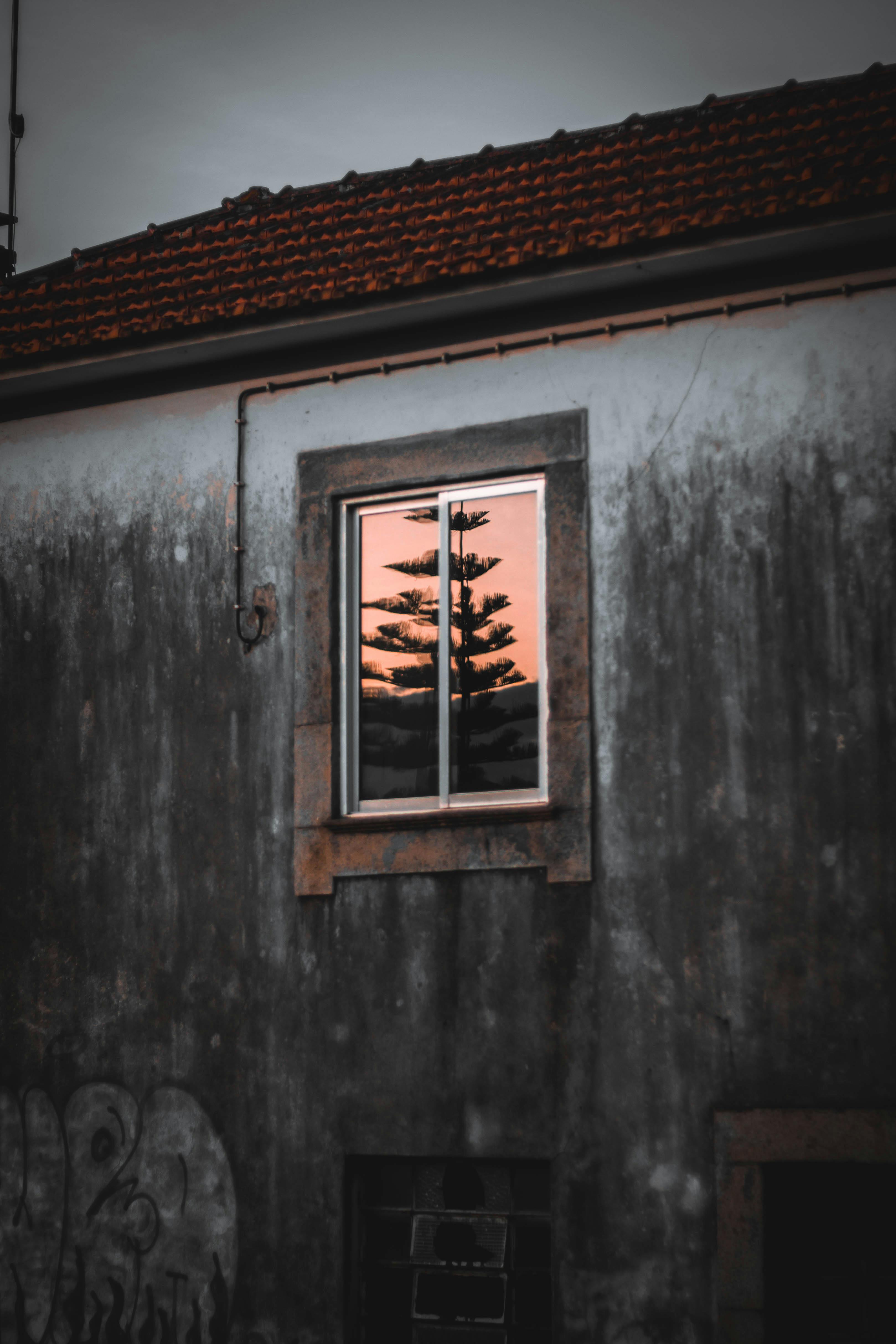 Free A tree reflected in a window at sunset on a weathered building. Stock Photo