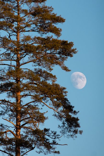 A tall pine tree silhouetted against a clear blue sky with the moon in the background, captured in Latvia.
