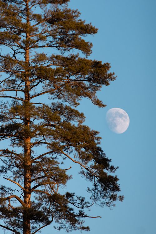 Moonlit Pine Tree Against Clear Sky in Latvia · Free Stock Photo