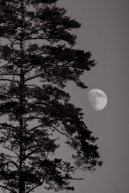 A serene black and white image of a moonlit pine tree in Latvia's winter landscape.