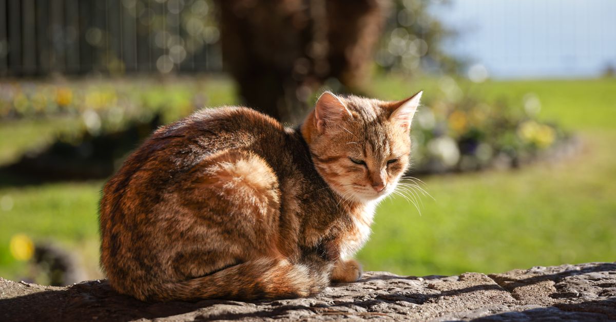 Best Pet Insurance for Senior Cats: Top Picks & Honest Buyer's Guide
