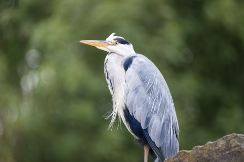 Free A majestic grey heron perched outdoors, showcasing its elegance and beauty. Stock Photo
