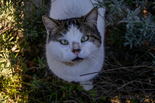 Free Charming close-up of a cat in a garden, showcasing its curious look and natural surroundings. Stock Photo