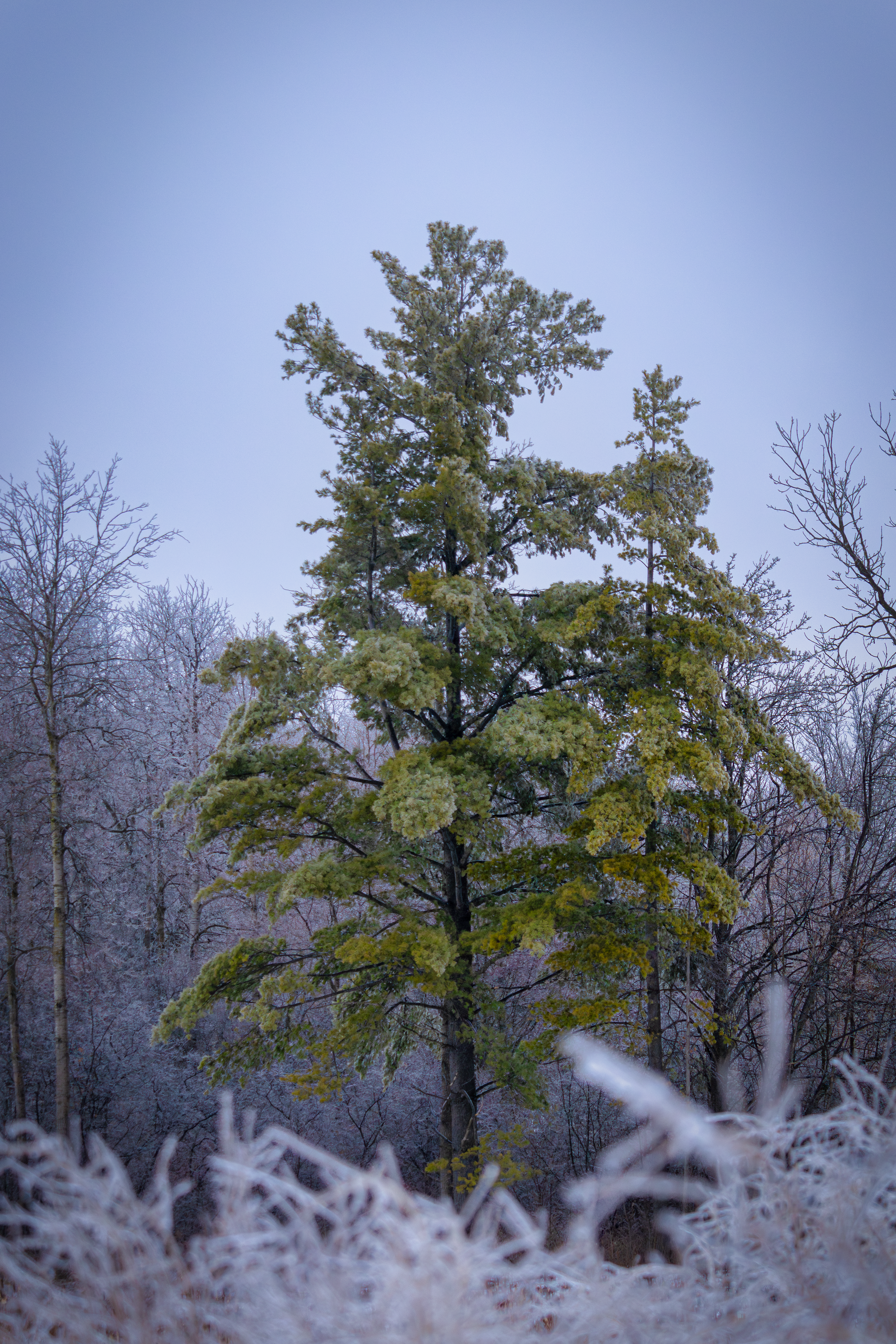 Serene Winter Landscape with Frosted Trees · Free Stock Photo