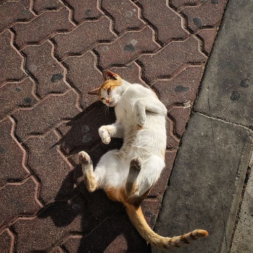 Free A playful cat relaxes on textured pavement, enjoying the sunlight. Stock Photo