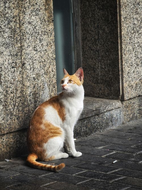 Free A peaceful ginger and white cat sitting by an urban stone wall in a city environment. Stock Photo