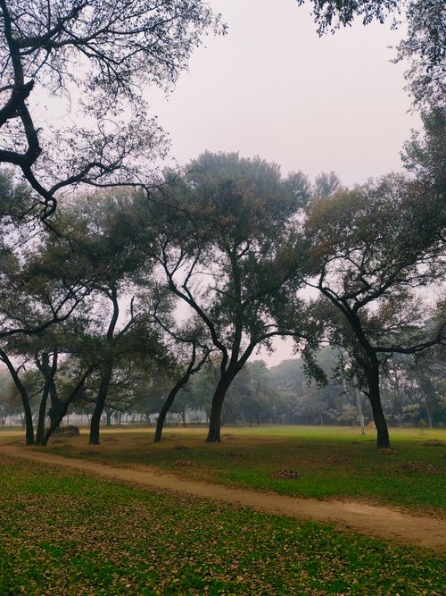 Free Peaceful park with tall trees and a winding path during misty day. Stock Photo