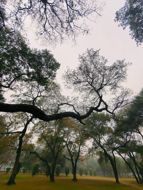 Free Silhouette of bare trees against a foggy sky in a winter park setting. Stock Photo