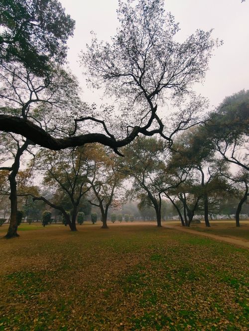 Free Peaceful park scene with bare trees and fallen leaves during autumn. Stock Photo