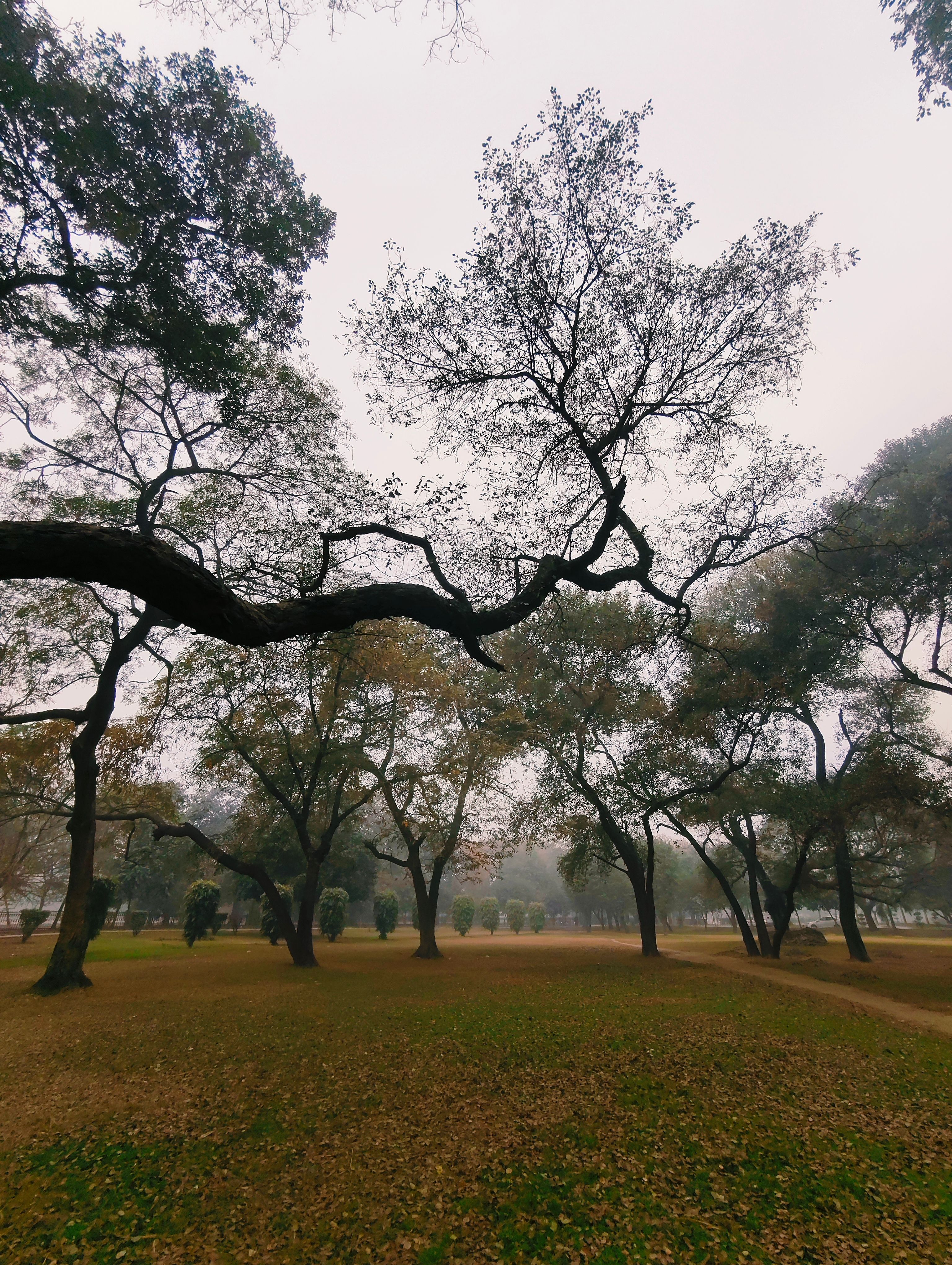Serene Autumn Park with Bare Trees · Free Stock Photo
