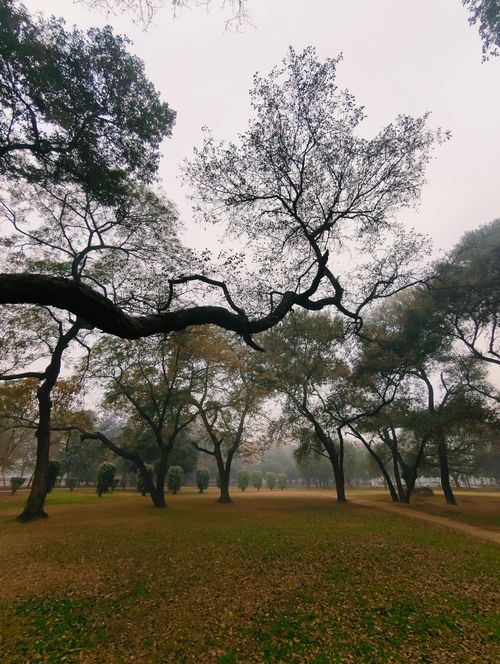 Free Misty autumn day in a park with bare trees and fallen leaves. Stock Photo