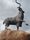majestic