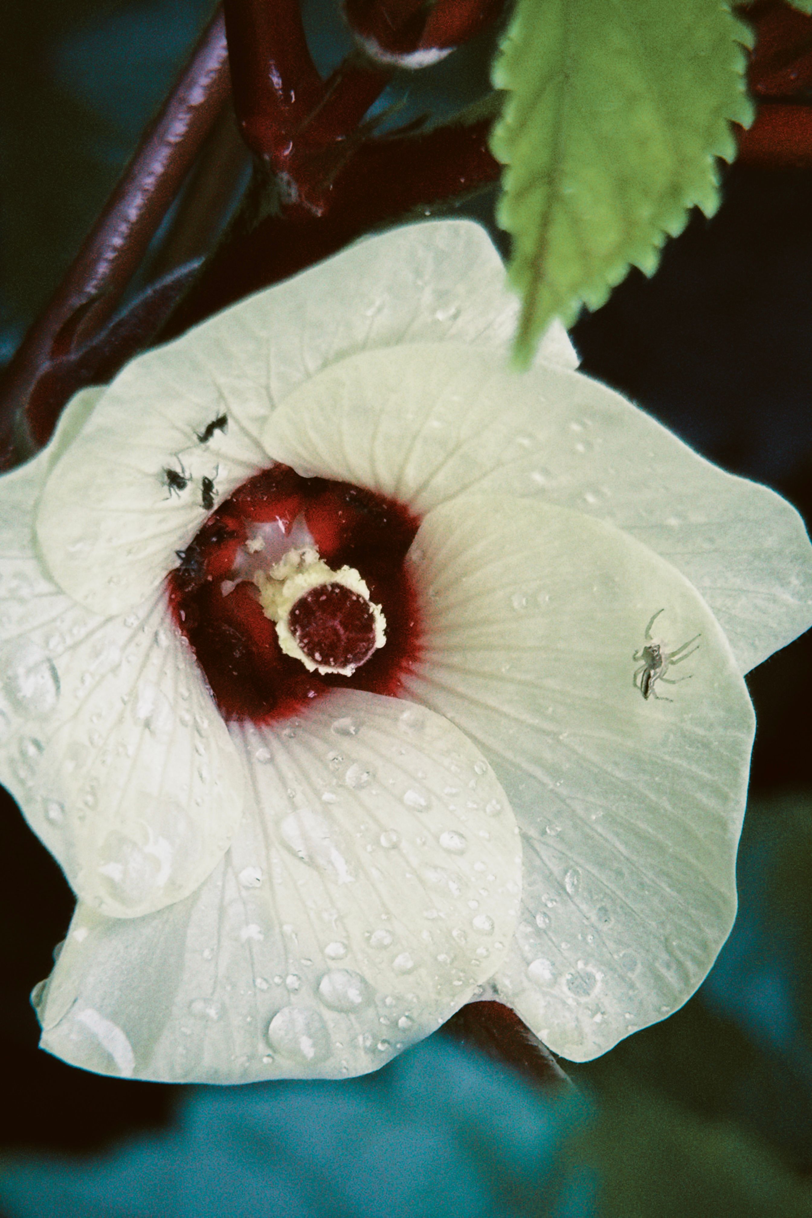 Close-up of Hibiscus Flower with Dew and Insects · Free Stock Photo