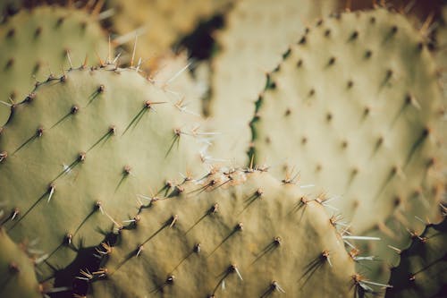 A close up of a cactus plant with needles