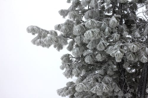 Darmowe zdjęcie z galerii z drzewo, natura, ponderosa