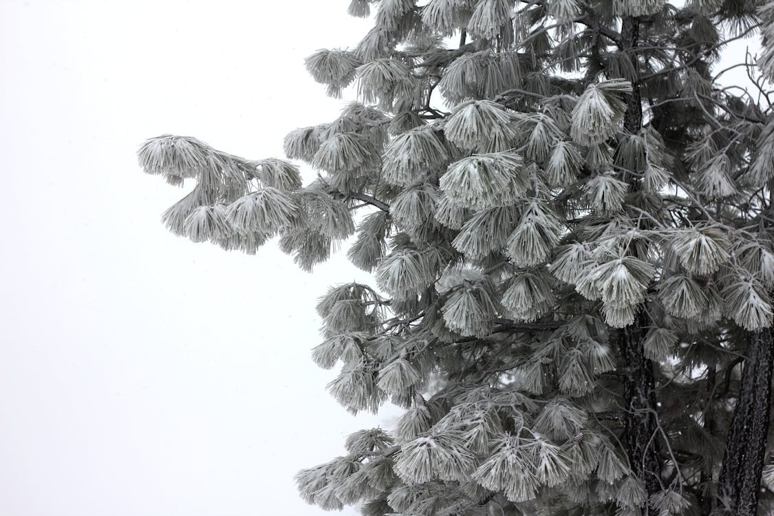Gratis Fotos de stock gratuitas de árbol, invierno, naturaleza Foto de stock