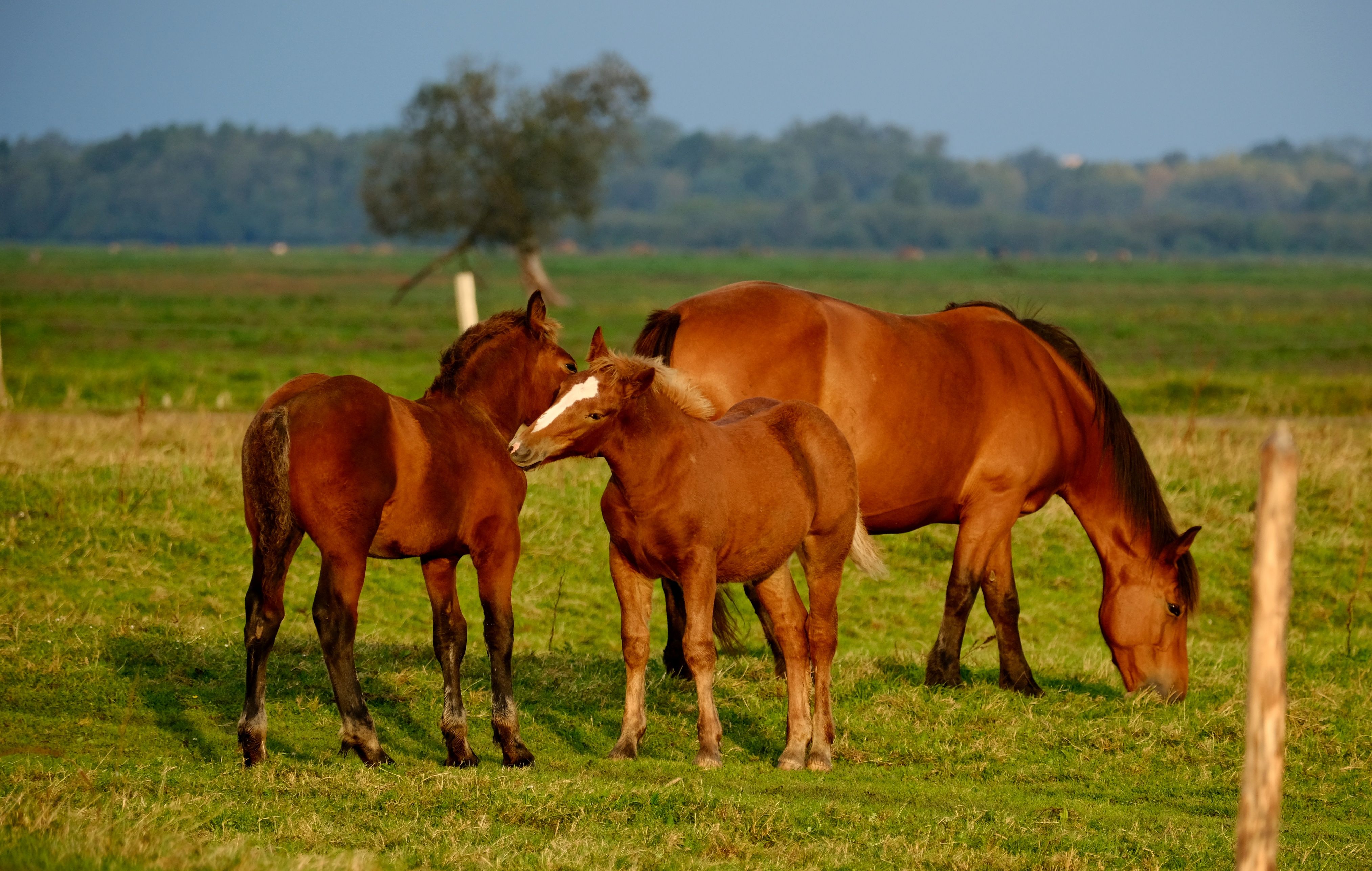 Three brown horses grazing in a serene grassy field under clear blue skies.