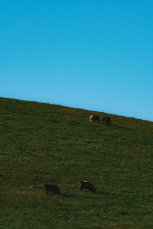 Free Idyllic pasture scene with cows grazing under a clear blue sky in New Zealand. Stock Photo