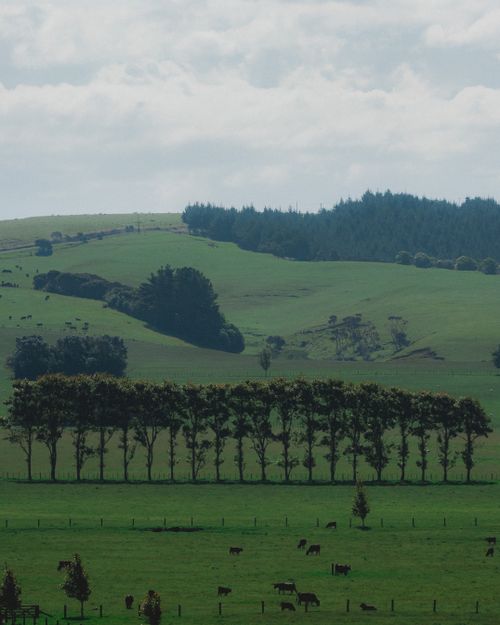 Free Serene landscape of New Zealand with green hills and a line of trees under a cloudy sky. Stock Photo