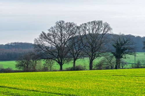 Free Serene landscape showcasing bare trees in a vibrant green field under a cloudy sky. Stock Photo