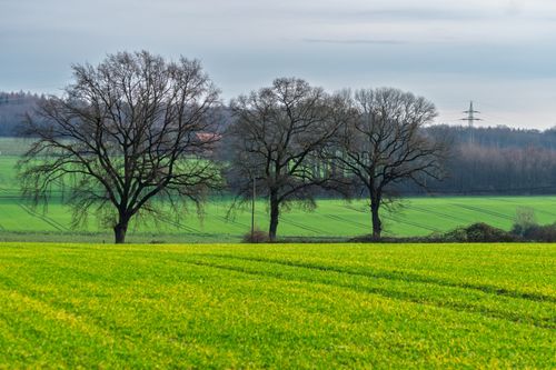 Free Expansive green field with bare oak trees against a cloudy sky, ideal for nature themes. Stock Photo