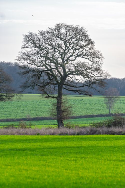 Free Captivating lone oak tree in a vibrant green field, symbolizing nature's beauty and tranquility. Stock Photo