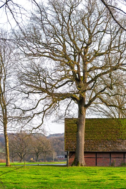 Free Large oak tree and rustic barn in a tranquil rural spring setting Stock Photo