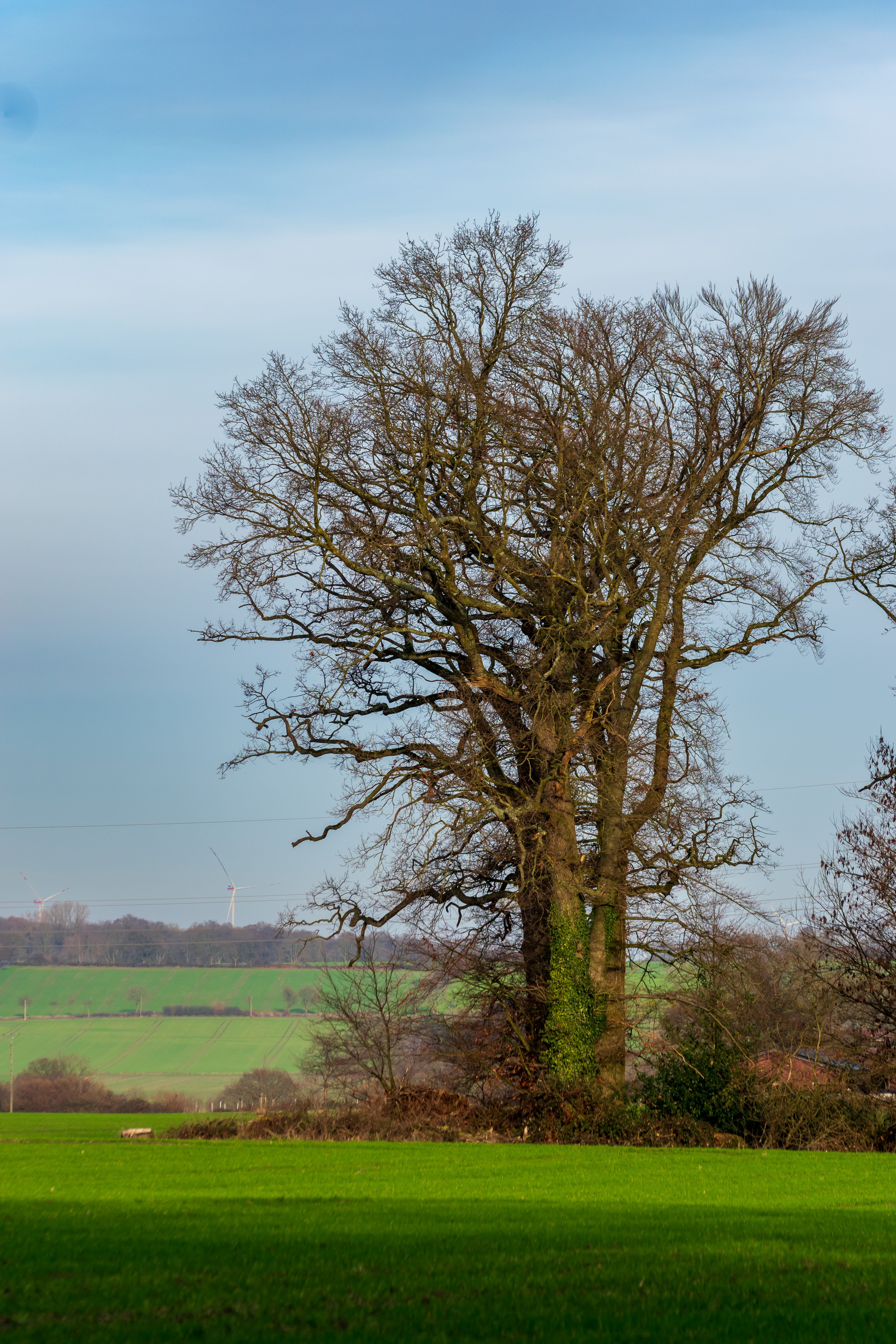 Majestic Oak Tree in a Countryside Field · Free Stock Photo