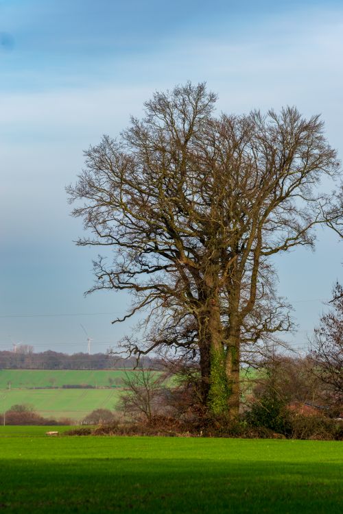 Free A solitary oak tree stands tall in a green countryside field under a clear sky. Stock Photo