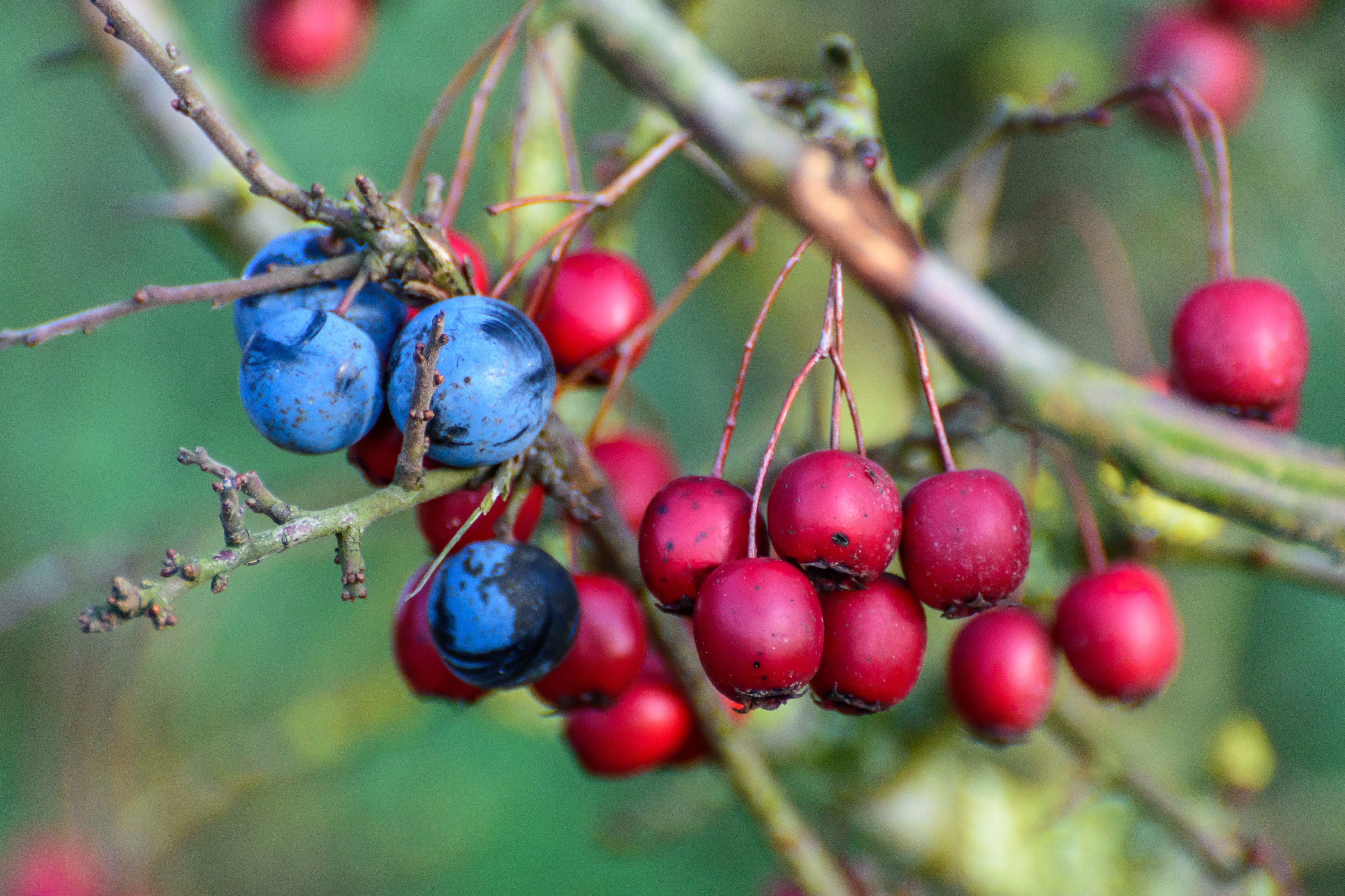 Seasonal Eating Protocol 2026: How to Optimize Nutrition via Local Cycles