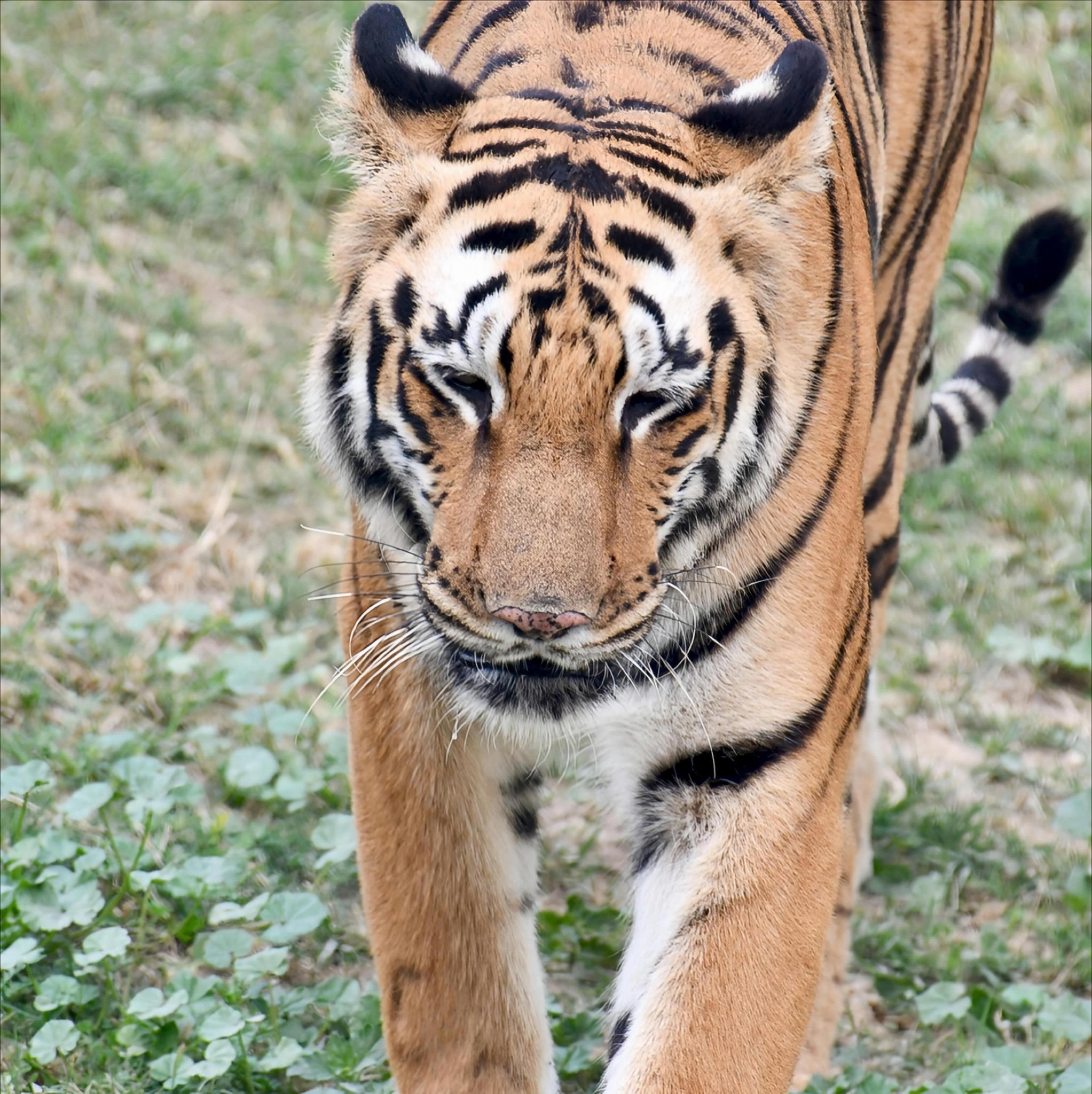 Close-up of a Bengal tiger walking through a grassy area.