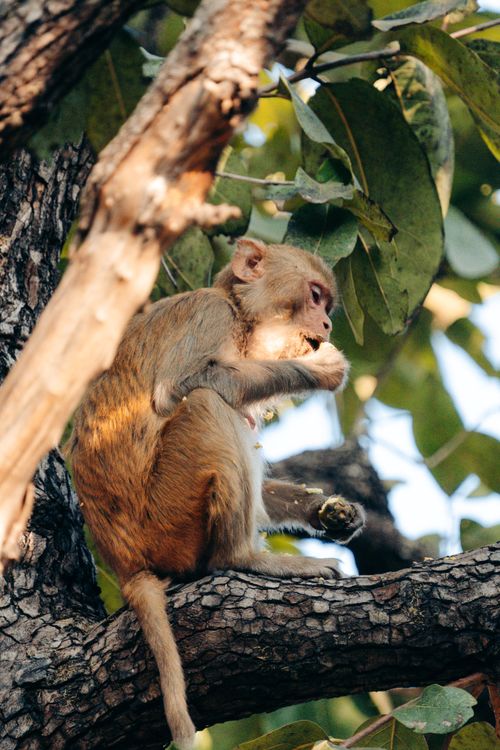 Free A Rhesus Macaque sitting in a tree in its natural habitat during the day. Stock Photo