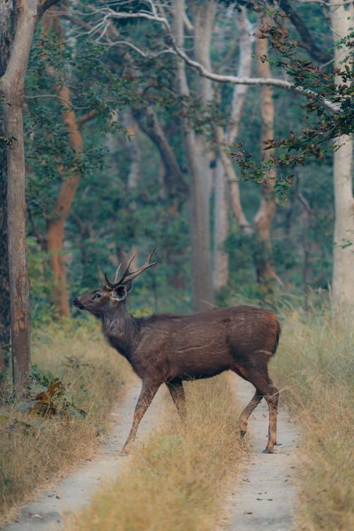 Free A sambar deer strolls down a serene forest path, surrounded by lush trees. Stock Photo