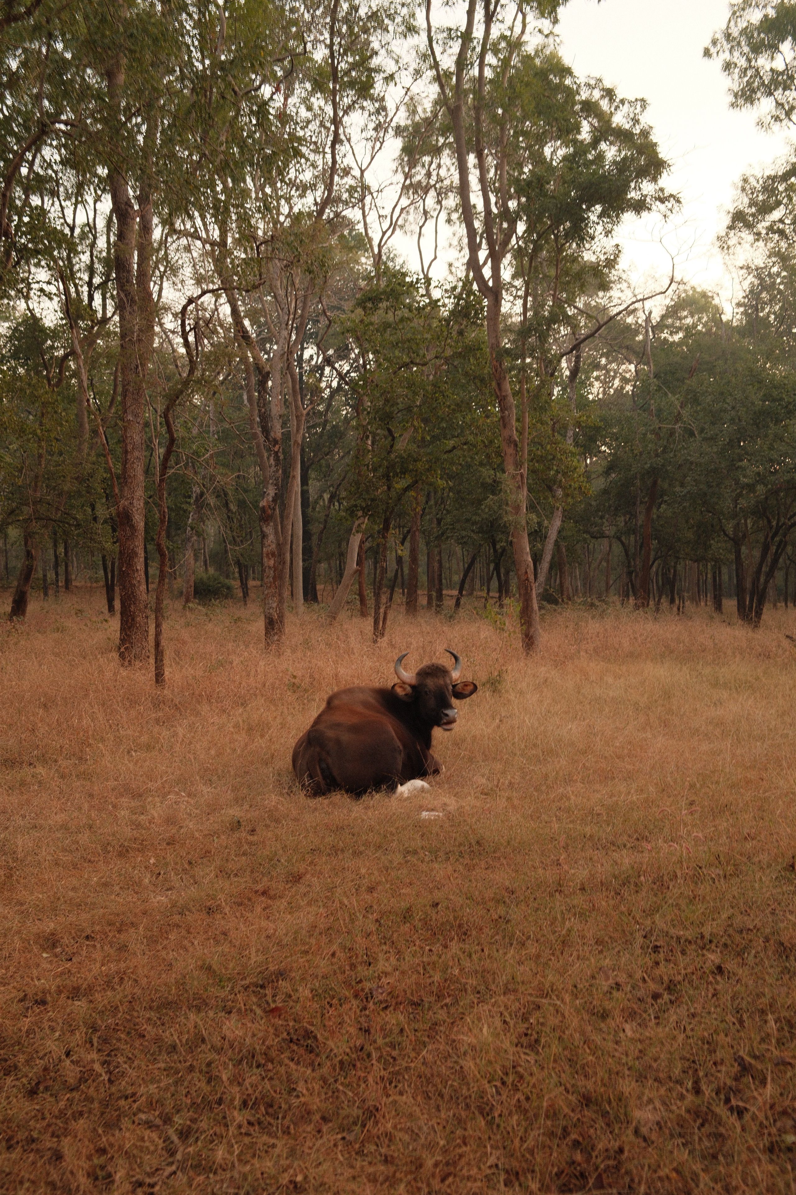 Wild Indian Gaur resting in a forest clearing, showcasing natural serenity.