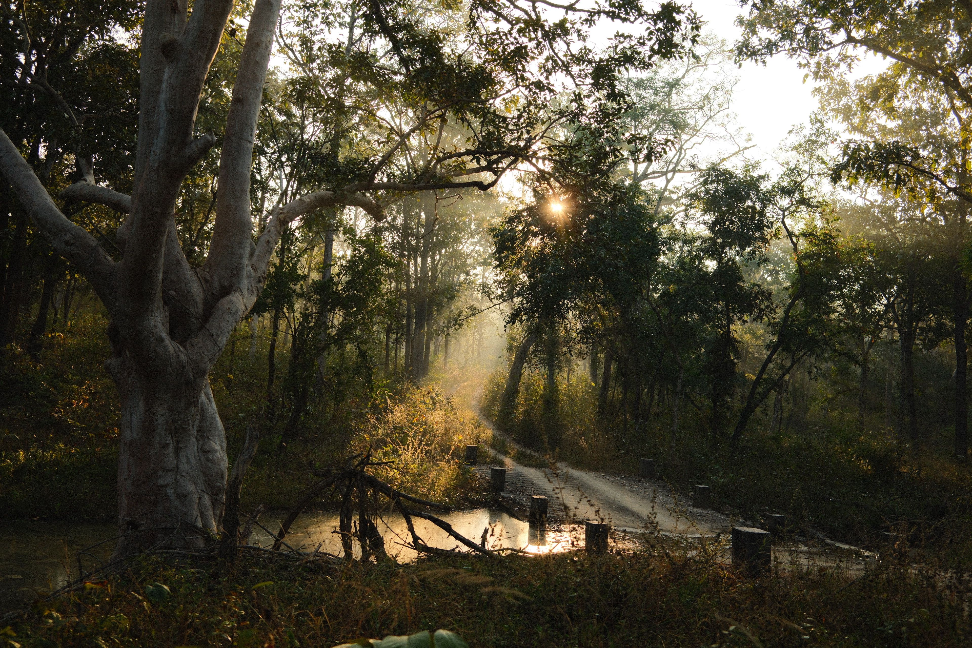 Sunlit Forest Path in Early Morning Light · Free Stock Photo