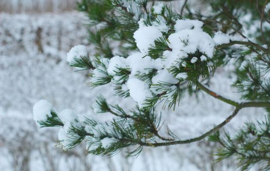 积雪覆盖的松树林，针叶依然保持绿色