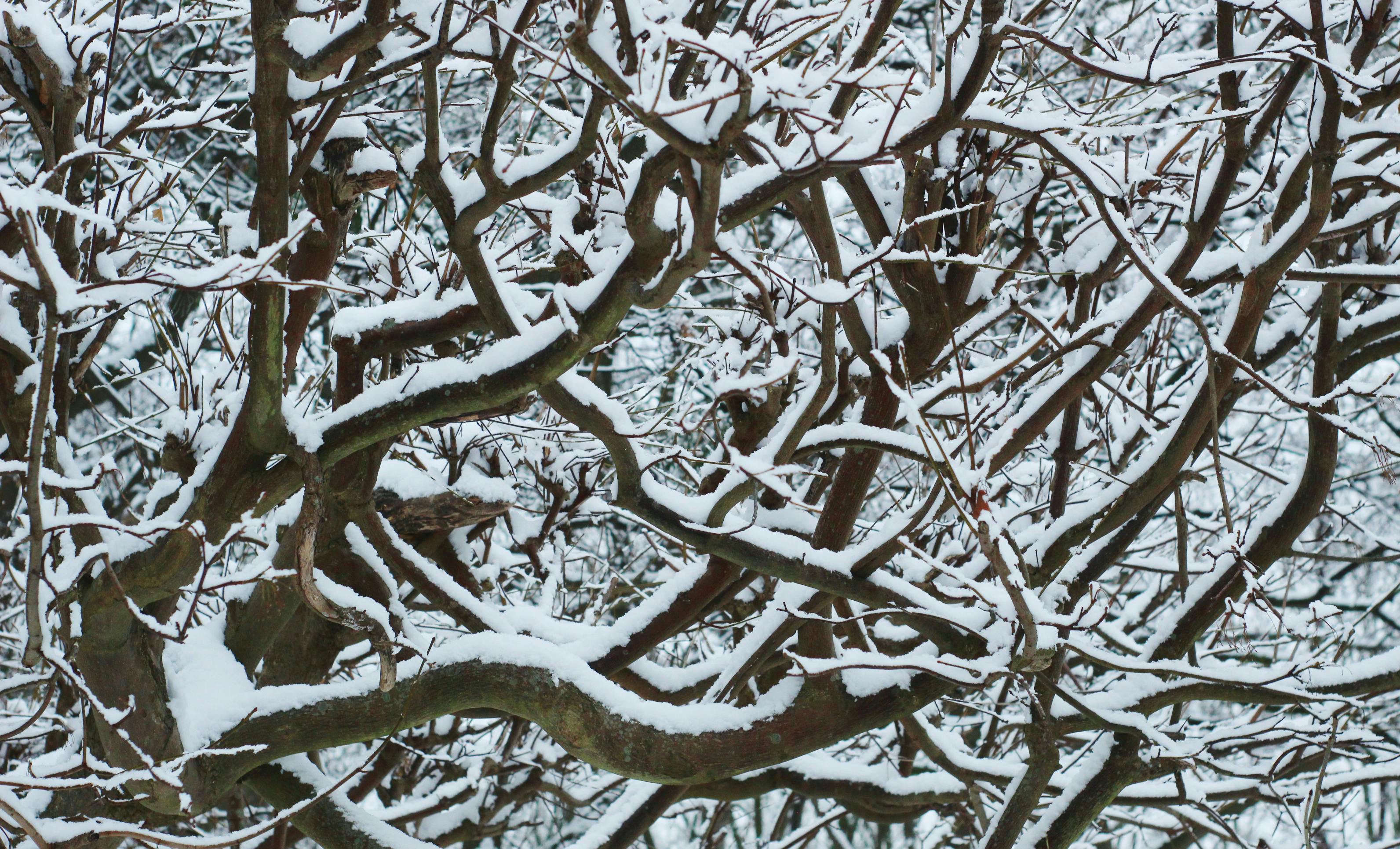 Beautiful close-up of snow-covered tree branches creating a complex natural pattern in winter.