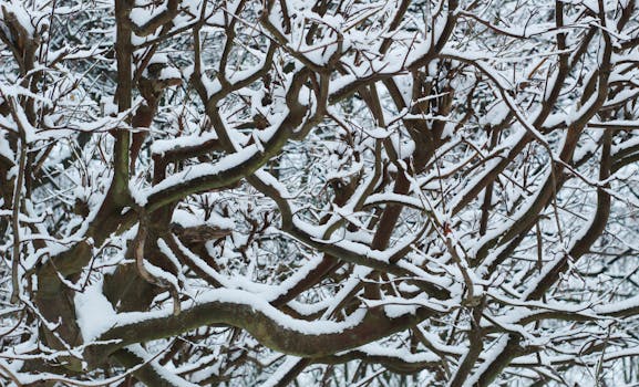 Beautiful close-up of snow-covered tree branches creating a complex natural pattern in winter.