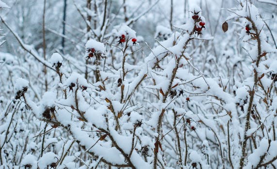Winter scene with red berries covered in snow, capturing nature's stark beauty.