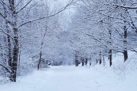 A tranquil snowy pathway leads through a serene winter forest with snow-covered trees.