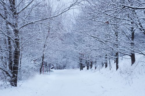 Free A tranquil snowy pathway leads through a serene winter forest with snow-covered trees. Stock Photo