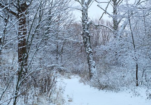 Free A tranquil snowy path winding through a winter forest scene. Stock Photo