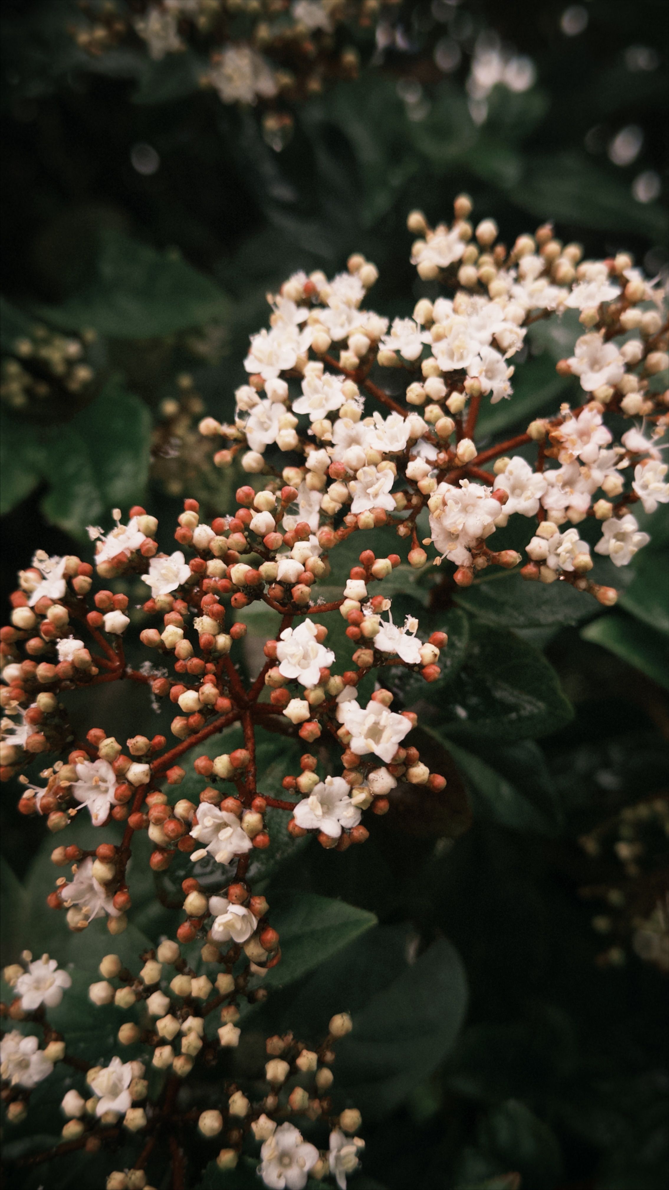 [ColoSach]-a-vibrant-cluster-of-small-white-blossoms-on-a-dark-green-leafy-backdrop,-showcasing-natural-beauty.