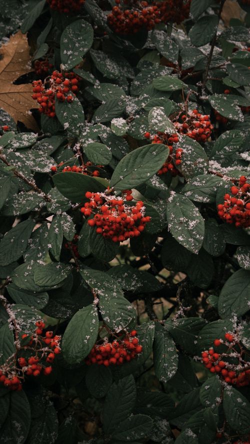 Free Snow-covered red berries and green leaves creating a wintery contrast. Stock Photo