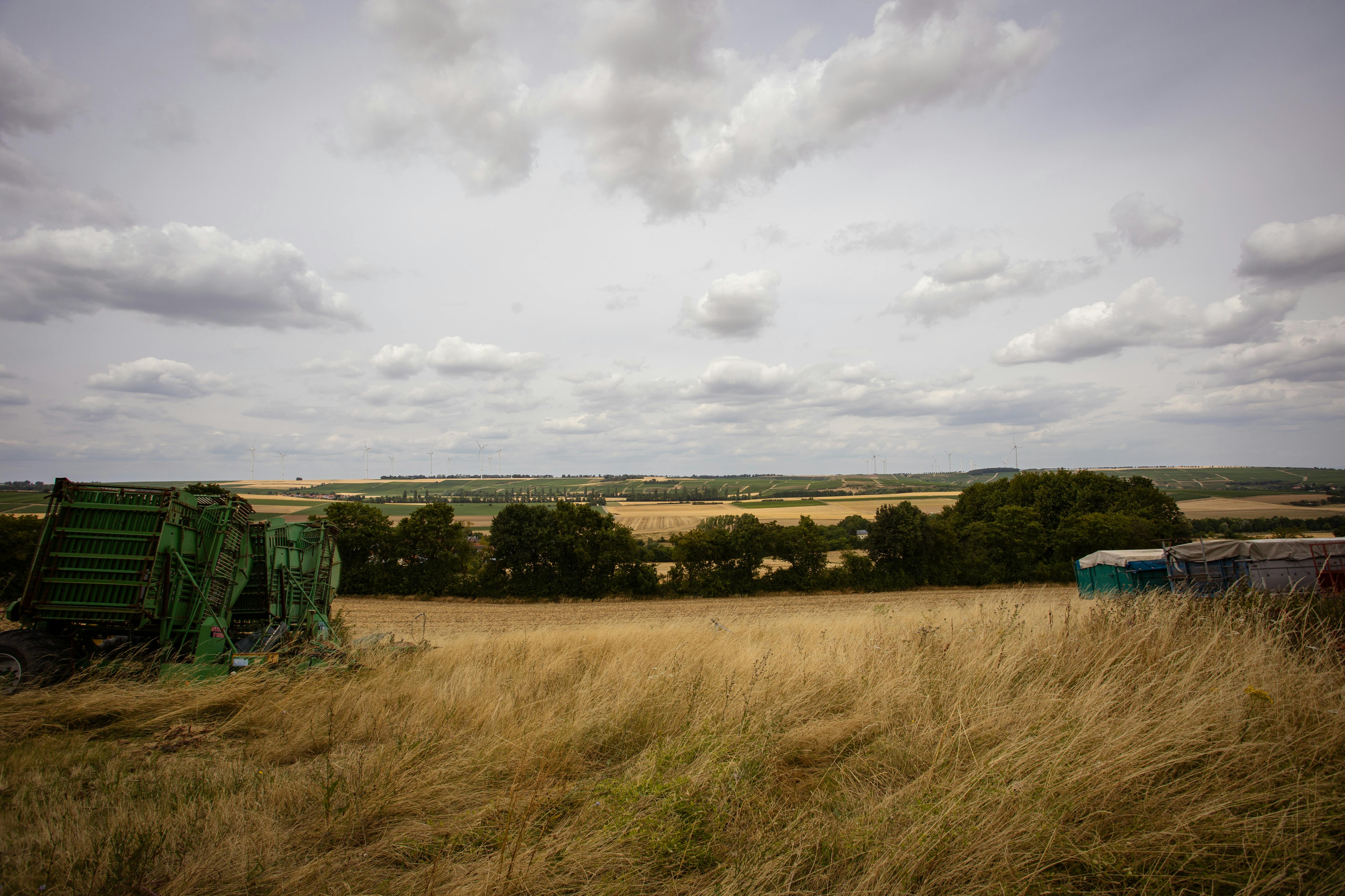 Cultivo y Adaptación de *Paullinia cupana* en Nuevos Entornos Agroecológicos