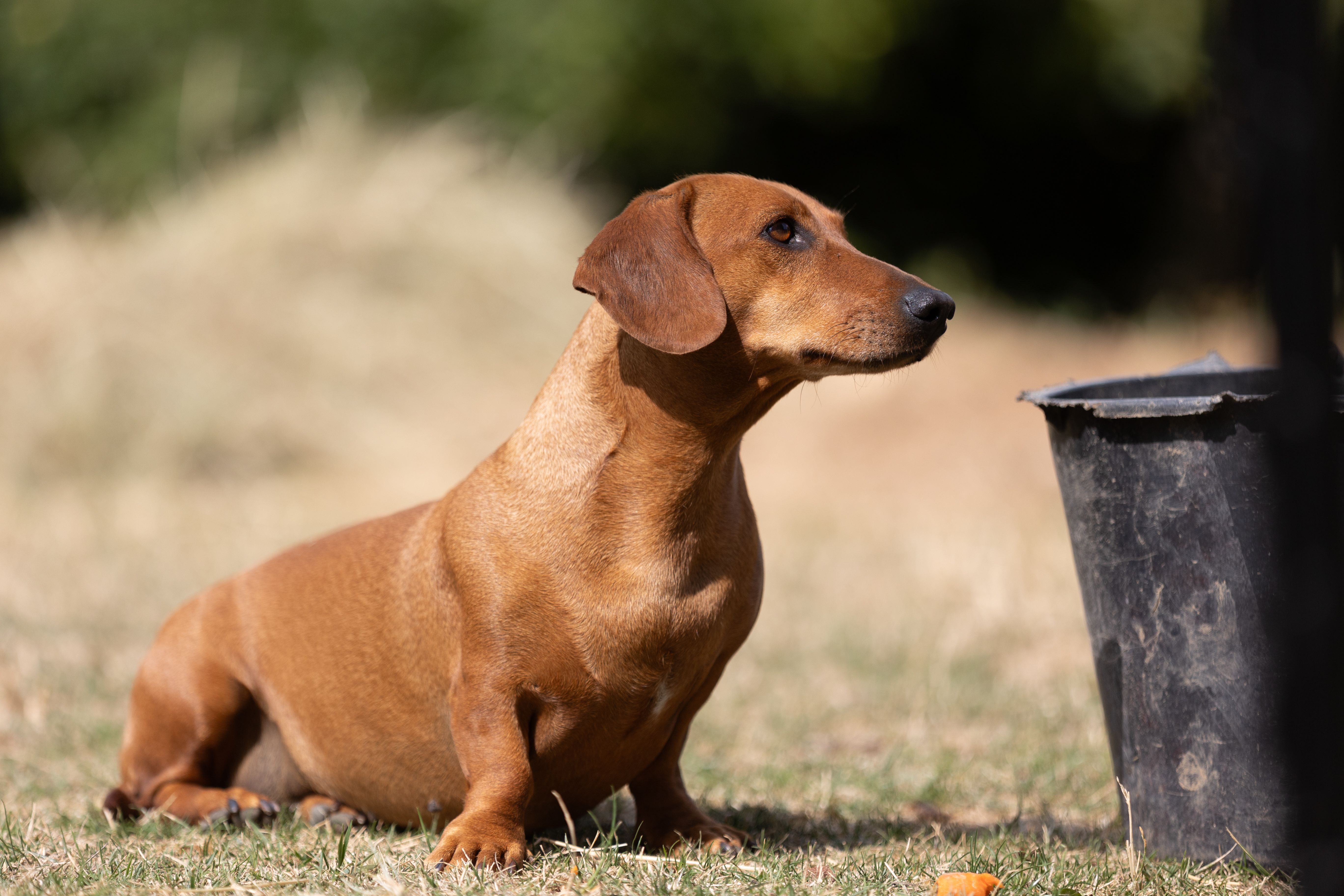 Dog Breed Photos, Download The BEST Free Dog Breed Stock Photos & HD Images