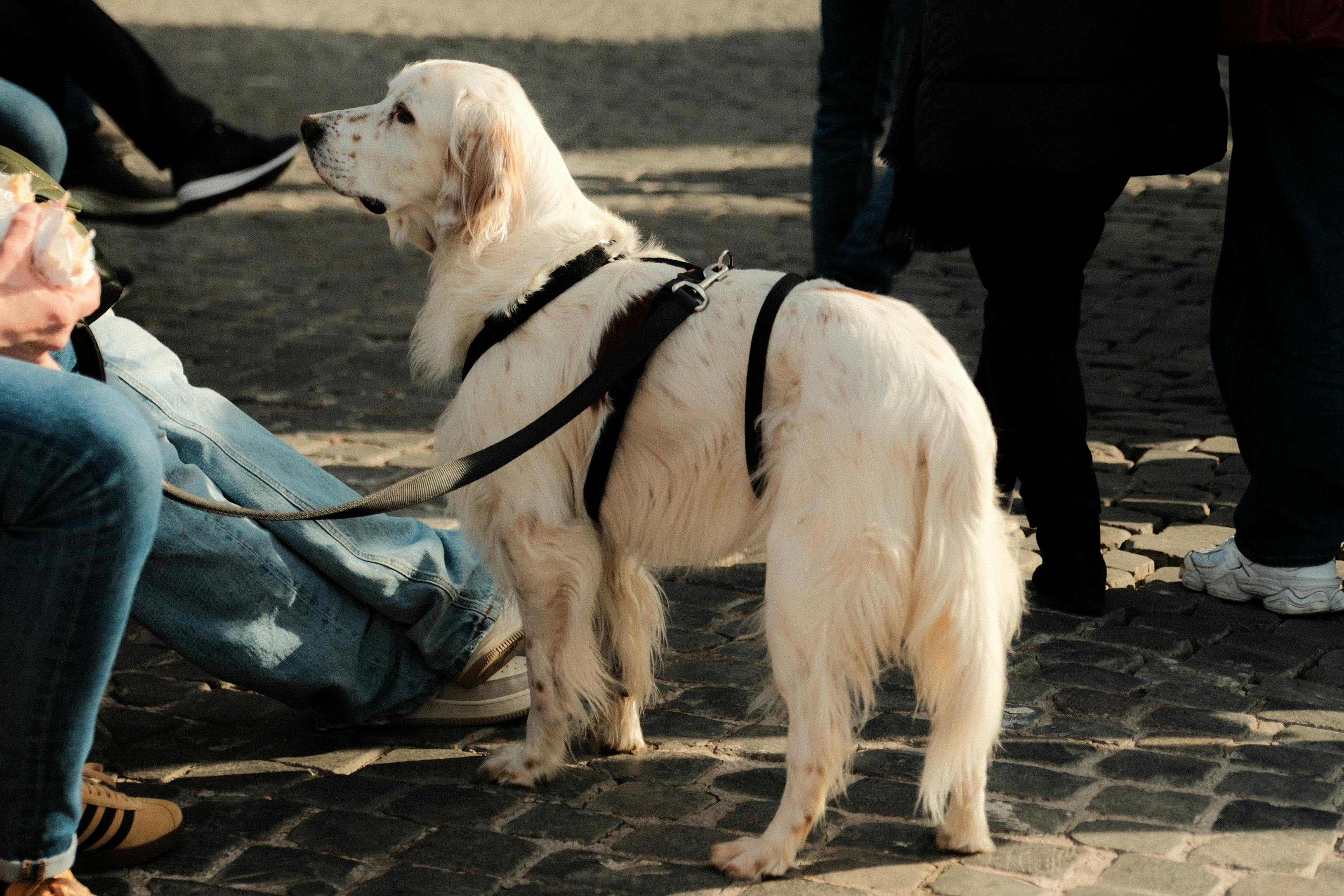 Image related to Common Mistakes in dog health