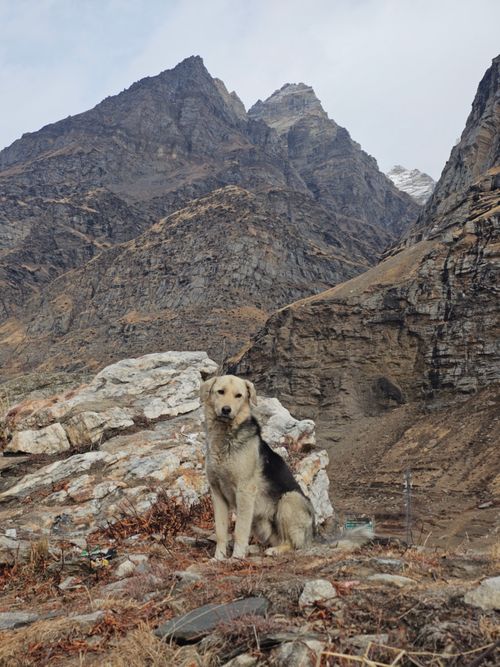 Free stock photo of adorable dog, alone on the mountain, blanket of snow Stock Photo